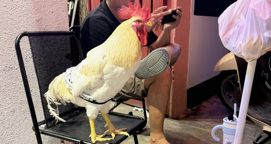 Gà đi lạc vào tiệm cà phê mèo ở TPHCM, được tắm sữa tắm, chăm như con cưng