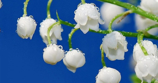 Số cuối ngày sinh Âm lịch của người giỏi giang: Giống như rượu ngon, càng để lâu càng thơm