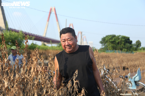 2 năm liền dính siêu bão, người trồng đào Nhật Tân, Hà Nội bật khóc lo mất Tết