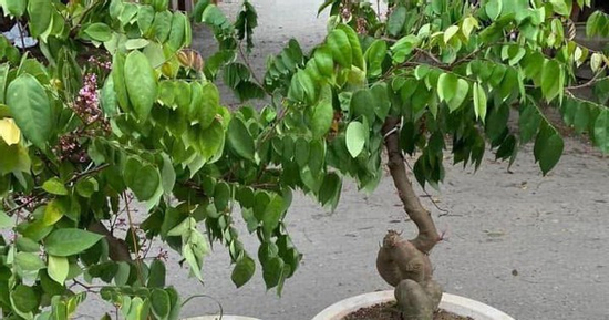 Trồng cây ăn quả này trước cửa vừa cho bóng mát vừa giúp gia chủ ‘hái lộc quanh năm’, con cái dễ thành tài
