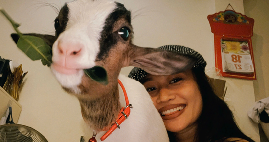 Vợ chồng Hà Nội chi 20 triệu mua dê làm thú cưng, nhà rộn tiếng cười