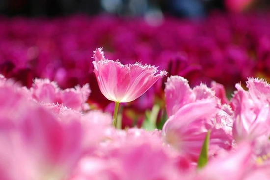 Số cuối ngày sinh Âm lịch của người kiên trì: Càng chăm chỉ về già càng phú quý