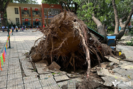 Cây xà cừ hơn 20 năm tuổi đổ giữa sân trường, nhiều phụ huynh lo lắng