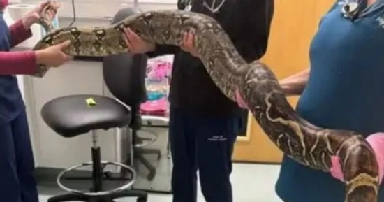 Dắt chó đi dạo vô tình phát hiện trăn khổng lồ