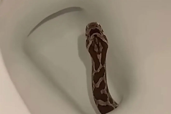 Ngồi toilet thấy có gì thúc vào người, cô gái hét lên thấy con rắn trong bồn cầu
