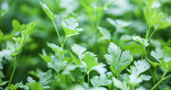 Rau có đầy ở chợ Việt được CDC Mỹ xếp top rau tốt nhất thế giới, làm món ngon siêu đơn giản này rất tốt cho thận