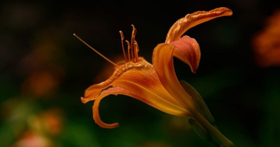 Tháng sinh Âm lịch của người dũng cảm, quyết đoán, càng kiên cường càng thịnh vượng