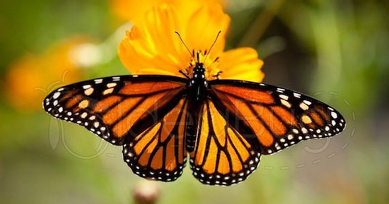 Ngày sinh Âm lịch của người được sao may mắn chiếu mệnh: Càng lớn tuổi càng phát tài