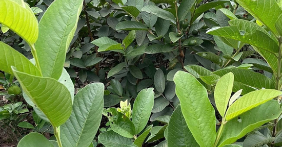 5 cách dùng lá ổi trị bệnh tại nhà