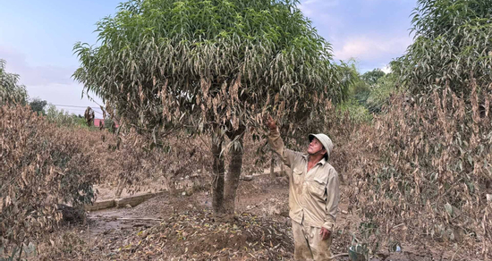 Người dân bần thần trước cảnh tượng khó tin ở những vườn đào tiền tỷ sau bão