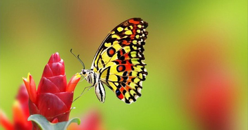 3 tháng sinh Âm lịch may mắn của người tuổi Thân: Trời ban phú quý, công danh rực rỡ