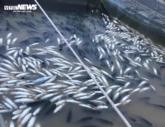 Gần 100 tấn cá chết trắng sau lũ, nông dân Huế lao đao vớt cá sống bán tháo