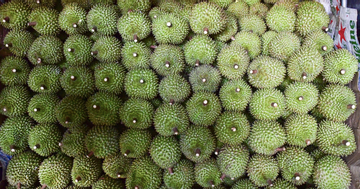 Gần 2.000 container sầu riêng bị ùn ứ: Phó Thủ tướng yêu cầu làm rõ trách nhiệm