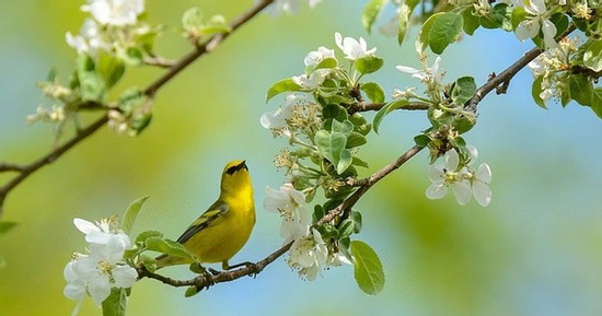 Ngày sinh Âm lịch của người sinh ra đã khác biệt, mang phúc khí và tài hoa hiếm có