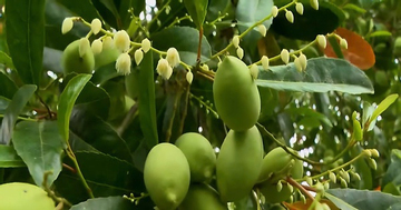 Thứ quả chua chát mùa nước nổi miền Tây, một khi đã nếm khó lòng quên