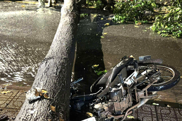 Cây đổ la liệt, đè bẹp xe máy ở TP.HCM sau cơn mưa dông lớn