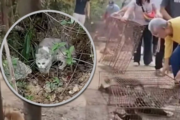 Màn 'phóng sinh' bi thảm hơn 1.100 con mèo ở hồ nước, nhiều con chết đuối