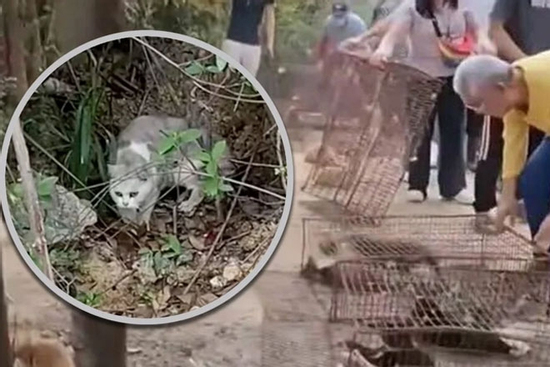 Màn 'phóng sinh' bi thảm hơn 1.100 con mèo ở hồ nước, nhiều con chết đuối
