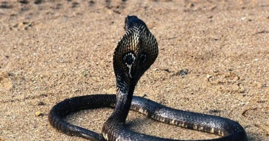 Người đàn ông cắn chết rắn hổ mang, may mắn sống sót