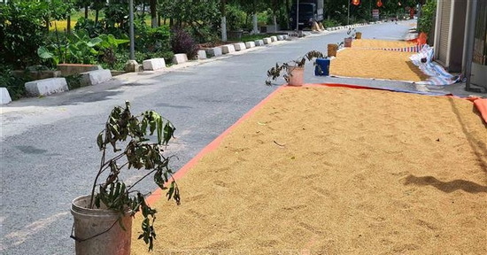 Phơi thóc trên đường: Hành vi tưởng vô hại có thể trả giá bằng mạng người