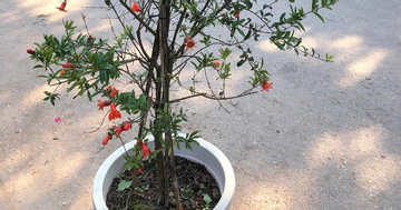 Nhà giàu thích loại cây cảnh trồng trước nhà này để đón tài lộc, con cháu không giàu sang cũng hiển đạt