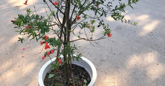 Nhà giàu thích loại cây cảnh trồng trước nhà này để đón tài lộc, con cháu không giàu sang cũng hiển đạt