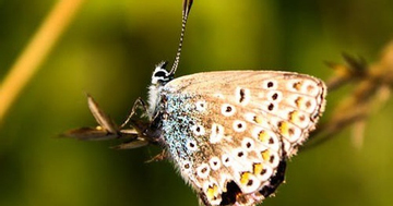 Tháng sinh Âm lịch của người có nhân duyên tốt