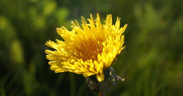 Tháng sinh Âm lịch của người bản lĩnh, càng khó khăn càng mạnh mẽ