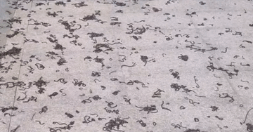 Kinh hãi hàng nghìn con giun đất bò lên vỉa hè ở khu đô thị rồi chết la liệt