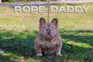 Chú Bulldog đắt nhất thế giới có giá 3 tỷ đồng sở hữu những nét đẹp hiếm có