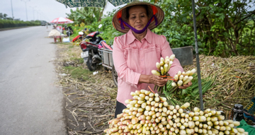 Đặc sản chỉ có một tháng ở Ninh Bình, cho thu nhập gấp 3-4 lần trồng lúa