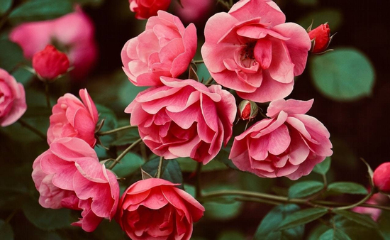 Tuần mới, 4 con giáp bước vào vận may tài lộc, tiền bạc dư dả