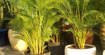 Xanh tốt quanh năm, loại cây phong thủy này mang tới sự sang trọng, hút tài lộc, được giới nhà giàu thích trồng trước cửa nhà