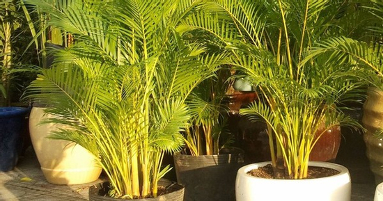 Xanh tốt quanh năm, loại cây phong thủy này mang tới sự sang trọng, hút tài lộc, được giới nhà giàu thích trồng trước cửa nhà