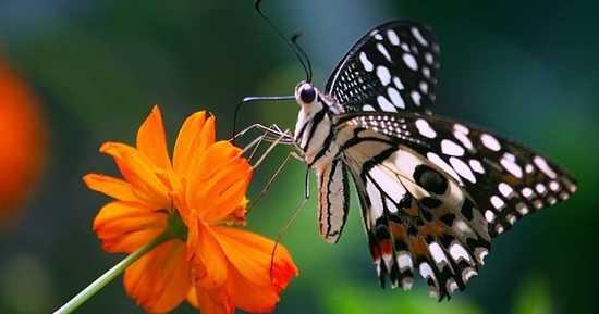 Số cuối ngày sinh Âm lịch tiết lộ vận mệnh 'sướng sau - giàu muộn'