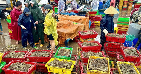 Tôm hùm chết hàng loạt, có loại bán 50.000 đồng/1kg nhưng ít người mua