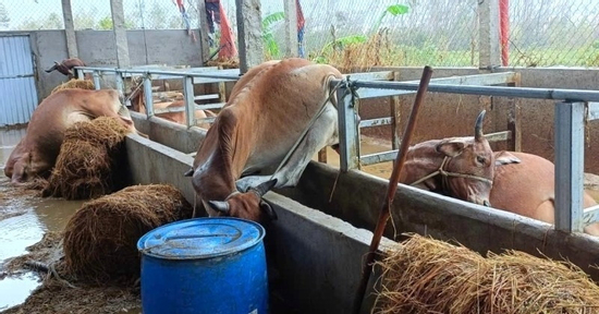 Nhiều hộ dân ở Gia Lai lâm cảnh khốn đốn, nợ nần sau lũ dữ