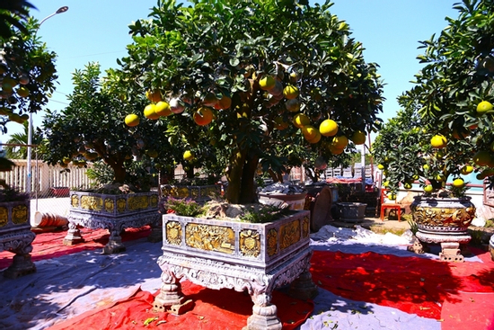 Bưởi Diễn hàng chục triệu đồng sẵn sàng chờ khách 'rước' về chơi Tết