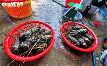 Bán tôm hùm 150.000 đồng/kg sau lũ dữ, người dân Đắk Lắk trắng tay