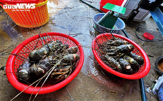 Bán tôm hùm 150.000 đồng/kg sau lũ dữ, người dân Đắk Lắk trắng tay