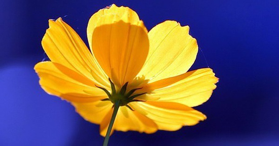 Chỉ cần xem ngày sinh Âm lịch là biết gia đình có vượng phát hay không