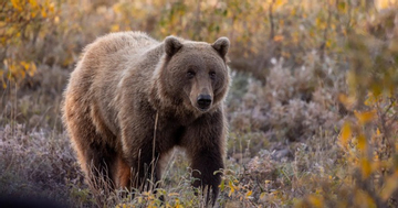 Gấu xám tấn công học sinh và giáo viên, ít nhất 11 người bị thương