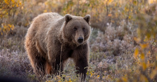 Gấu xám tấn công học sinh và giáo viên, ít nhất 11 người bị thương