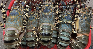 Trung Quốc ‘khoái’ tôm hùm xanh, Việt Nam thu hơn 700 triệu USD