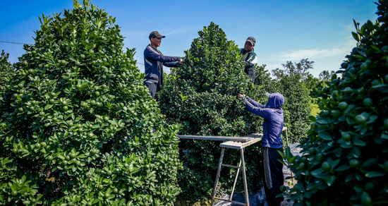 Quất cảnh Ninh Bình vào vụ Tết: Cây đẹp giá gần 40 triệu vẫn 'cháy hàng'