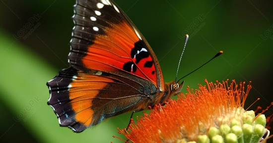 Tháng sinh Âm lịch của người có năng lực xuất chúng