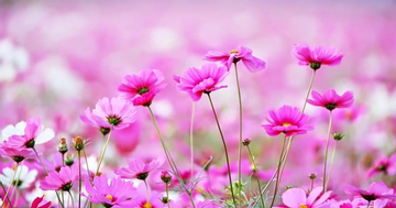 Giờ sinh Âm lịch của người nhân hậu, được quý nhân nâng đỡ suốt đời