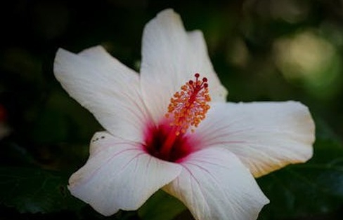 Số hưởng từ trong trứng: Sinh vào 5 ngày Âm lịch này cuộc đời an nhàn, bình yên