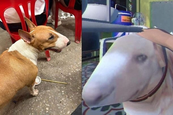 Giống hệt cậu Vàng trong 'Tiệm phở anh Hai', chú chó nổi tiếng cõi mạng