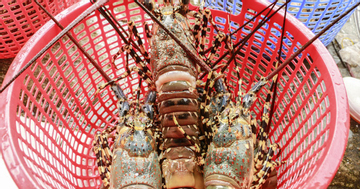 Bán tháo tôm hùm chạy bão 13